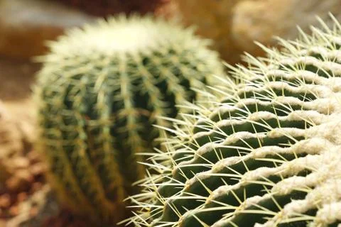 Close up sharp thorn of green cactus Stock Photos