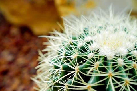 Close up sharp thorn of green cactus Stock Photos