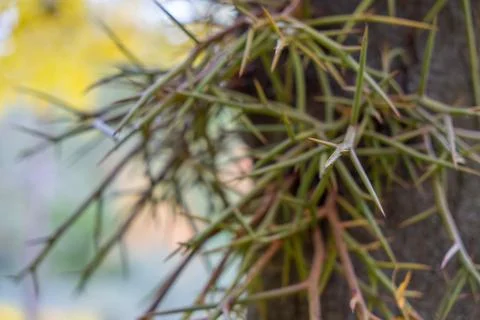 Close-up of sharp thorns growing from a tree trunk. Stock Photos
