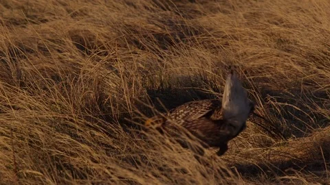Close on sharptail grouse dancing on lek Stock Footage 81056596