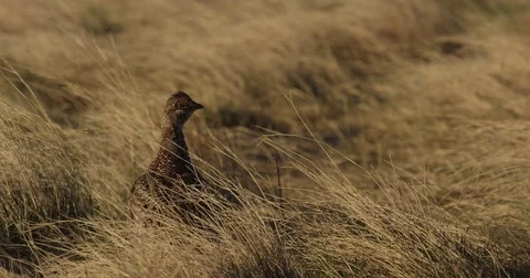Close on sharptail grouse in light ease forward Video stock 81258602