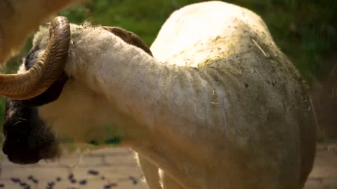 Close up of sheared black nose sheep Stock Footage 260520973