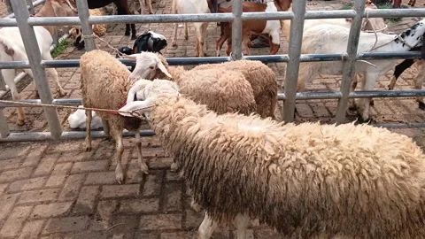 Close Up of Sheep and Goats Standing in Fences at Traditional Livestock Market 스톡 동영상 335019708