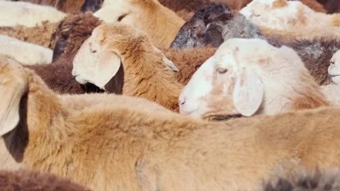 Close-up of sheep and rams resting tightly in flock, soft wool texture and calm Stock Footage 334027399