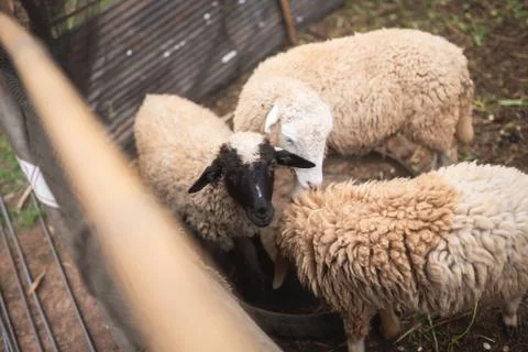 Close up of sheep in the cage Stock Photos