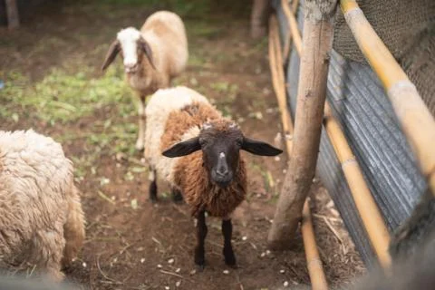 Close up of sheep in the cage Foto stock