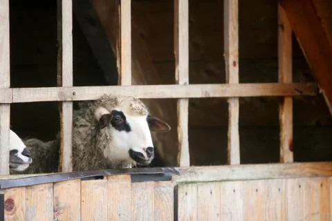 Close up of sheep in captivity Stock Photos