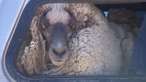Close up Sheep in Car Stock Footage 73291214