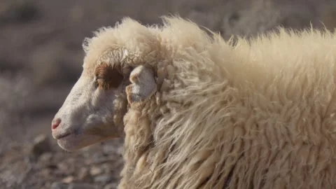 Close Up Sheep Chewing While Wool Blows in Wind in Natural Landscape 스톡 동영상 331201771