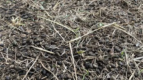 A close-up of sheep droppings on the grass 库存照片