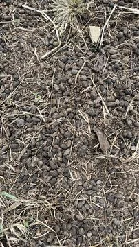 A close-up of sheep droppings on the grass Stockfoto's