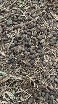 A close-up of sheep droppings on the grass Stock Photos
