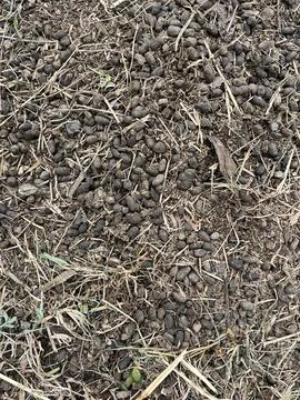 A close-up of sheep droppings on the grass 库存照片