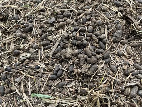 A close-up of sheep droppings on the grass Фото