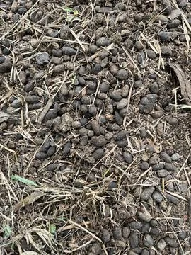 A close-up of sheep droppings on the grass 库存照片