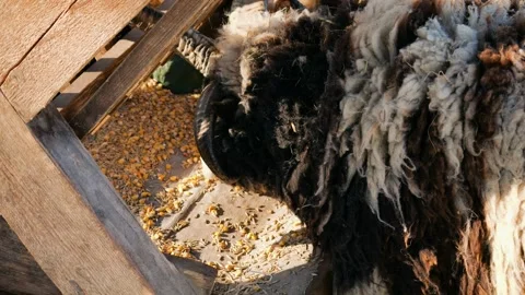 Close-up of a sheep eating corn from a wooden feeder.  Video stock 327691925