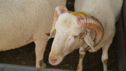 Close-Up of Sheep at Eid Sacrifice Market Stock Footage 310769361