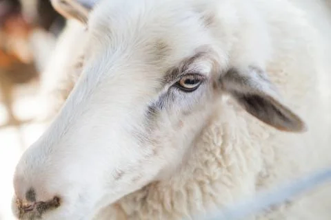Close up of sheep face in county fair, Los Angeles, California Stock Photos