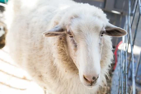Close up of sheep face in county fair, Los Angeles, California Stock Photos