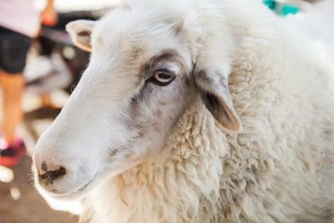 Close up of sheep face in county fair, Los Angeles, California Stock Photos
