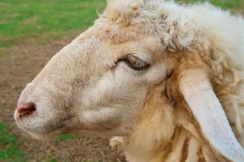 Close up sheep face Stock Photos