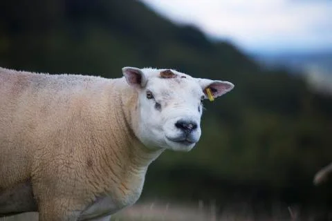 Close up sheep face  Stock Photos