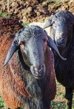 Close-up of sheep on a farm Stock Photos