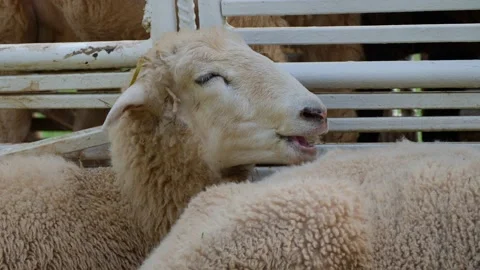 Close up a sheep in farm. A sheep smiling. Stockbeeldmateriaal 232966437