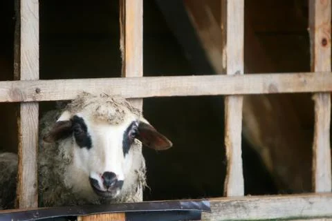 Close up of sheep in farm stable Stock Photos