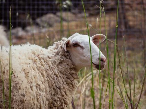 Close up of  a sheep in the field Stock Photos