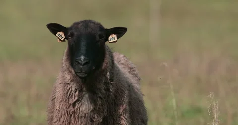 Close-up of a sheep in a field. A ram in a field on a pasture in summer. Stock Footage 318065125