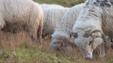 Close up of sheep flock grazing on a green meadow Stock Footage 248356547