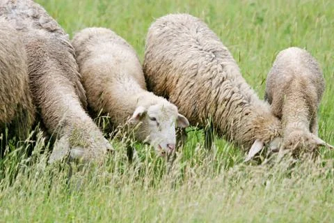 Close up of sheep flock grazing Stock Photos