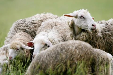 Close up of sheep in flock on meadow Stock Photos
