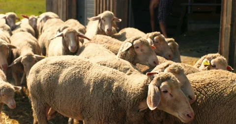 Close up of sheep flock walking to shed in sunny summer day. Coming back from Video stock 139517451