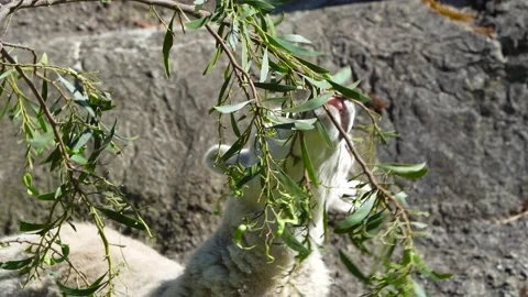Close up on a sheep Stock Footage 198128061