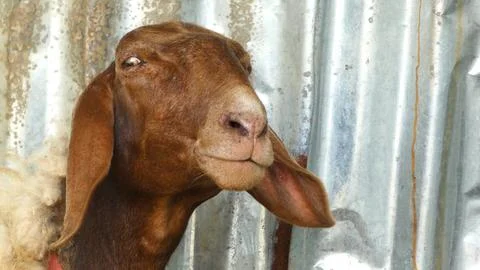 Close-up sheep glance Stock Photos