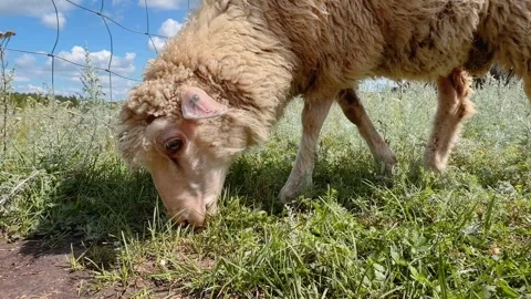 Close-up of a sheep grazing on grass at a farm 库存影片 345833668