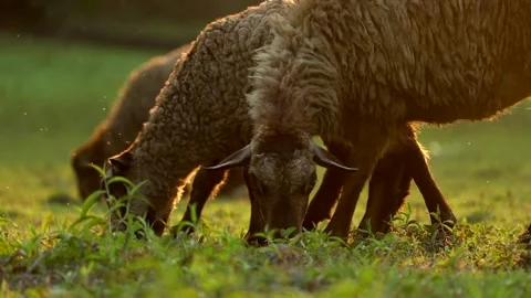 Close-Up of Sheep Grazing on Green Grass at Sunset Stock Footage 328340983