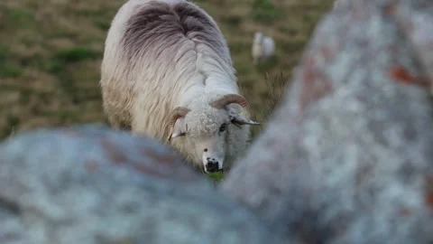 Close up of a sheep grazing on a mountain meadow in the summer season Stock Footage 291519030