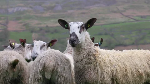 Close up of sheep in a group Vídeo Stock 273586992