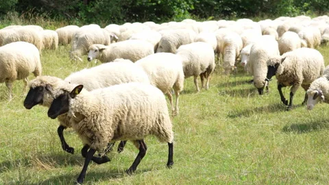 Close up of sheep herd eating grass on a farm Stock Footage 346180760
