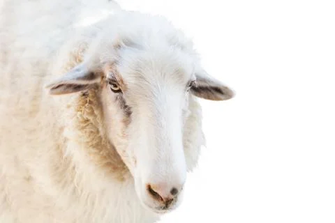 Close up of a sheep isolated on white background Stock Photos