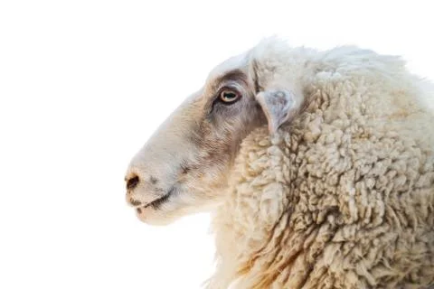 Close up of a sheep isolated on white background Stock Photos