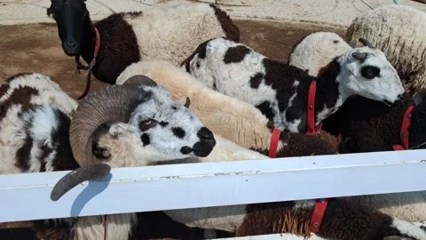 Close-up of sheep with large horns behind a white fence on a farm Stock Footage 341680882