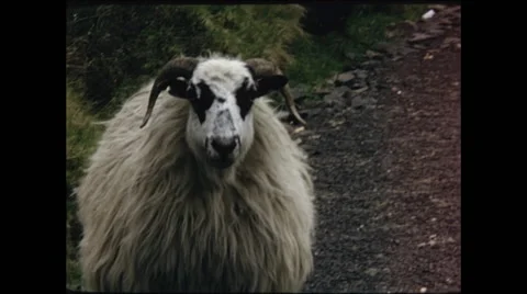 Close Up of Sheep Looking at Camera Stock Footage 48234468