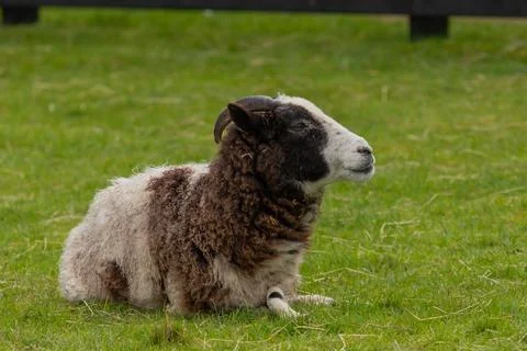 Close-up of a sheep lying down on a grassy field with a blurred background 写真素材