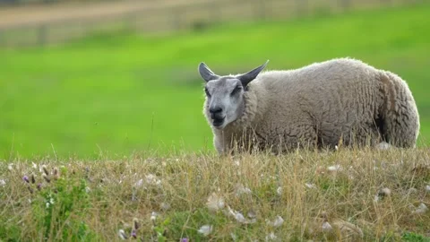 Close-up of a sheep lying on a hill against a backdrop of a green meadow, c.. Stock Footage 344430254