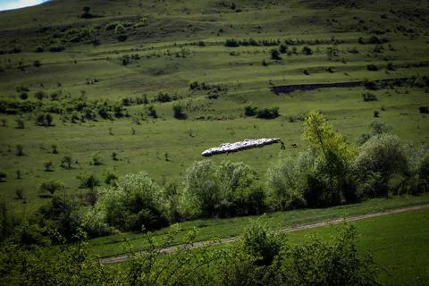 Close up of sheep in the middle on a flat yard in the nature. Stock Photos