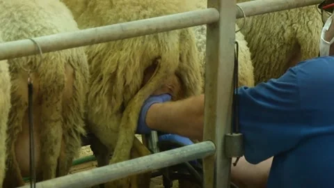 Close-Up of Sheep Milking During Dairy Production Video stock 344672191